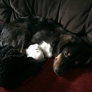 Meet your Posher, Winston